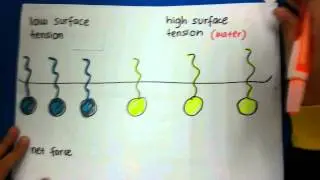 Marangoni Effect