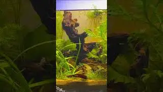 Day 28 #aquascape #fishkeepingcommunity #fishtank #communitytank #10gallon #fish #freshwatertank