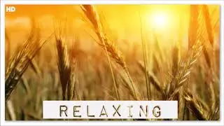Emotional Sunset | Nature Sounds And Ambient Music For Relax Focus Reading Meditation