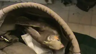 Army Pouch Baby Bird like kangaroo to vet then follow up chick chill lay down Sweety Cinnamini hurt