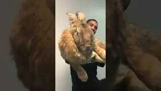 How Flemish Giants Became the Ultimate Bunny Superstars
