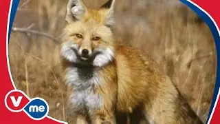 Planeta Feroz | Zorros (C&aacute;psula) | VME TV