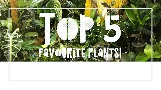 TOP 5 - FAVOURITE 5 INDOOR PLANTS - Uncommon House Plants