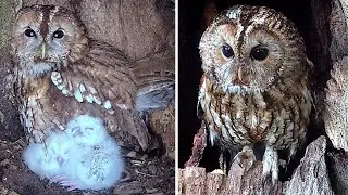 Tawny Owl Chicks Hatch & Grow Under Careful Watch of Adults | Bonnie & Ozzy | Robert E Fuller