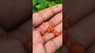 wonder berry #sbnidonifarms #naturalfarming #fruit #veiws #subscribe #2025shorts
