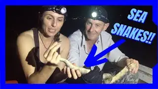 Sizzle reel: Sea Snakes, Monitor Lizards, and venom extraction, oh my!