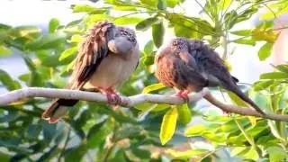 Bird preening 3 - A pair of Spotted Doves