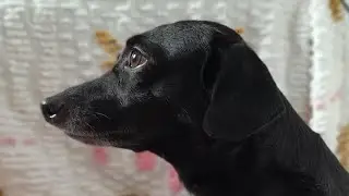 Dia deprevenir #adestramentoresponsavel #cachorroeducado #dogwalker  #memepet #petlovers