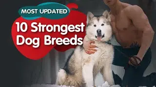 Top 10 Most Powerful & Strongest Dog Breeds in the World (Most Updated)