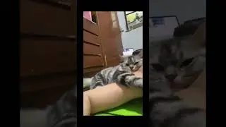 Tired kitty #shorts #cat