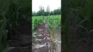 Best water irrigation for corn 🌽🌽🌽 💦💦 .#corn #farming #farm #agriculture #irrigation