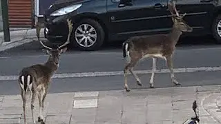 Corona-Pandemie: Rehe laufen durch menschenleere Stra&szlig;en in Paris