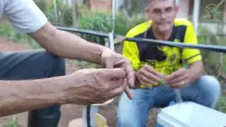 Enxerto de Uva na Videira com Alicate especial no Plantar em Casa