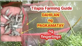 Tilapia Farming Guide, Dahilan ng pagkamatay ng fingerlings @DiscoverAgriculture