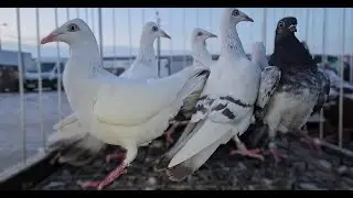 TARG gołębie pigeons  RADOM Andrzej W. 22 .01.2026  💥Gołębie jasne i wyszwance Andrzeja Radom💥