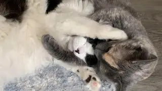 Surrogate Mother, Taking Care of New Kitten  #cat #catlover