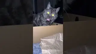 #shortsclip #youtube #shortscookingvideo #youtuberlikes #shortstiktok #youtubeshorts #catvideos #cat