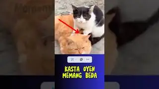 Kucing Belang Pijat Oyen, Bos Besar!