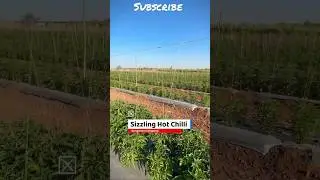 sizzling hot chili 🌶️ #shortvideo  #viral #farming #shortvideo