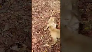 Three monkey in Sovanna group playing for relaxing #monkey #wildmonkey #shortsvideo