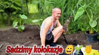 🌱 Znalazłem skarb + sadzenie  kolokazji esculenta, colocasia olbrzymia, uprawa, ziemia. Ogród 🌱