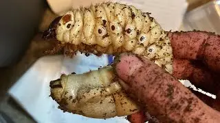 Beetle Grub Care