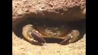 &copy; Фауна Черного моря. Каменный краб (Eriphia verrucosa) - 03 // Video Dr. Oleg Kovtun