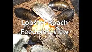 Feeder insect Review - Lobster Roaches