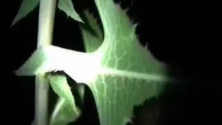 Richard Schindler Video: The Sentiment of night plants (2008)