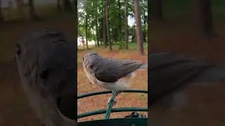 Tufted Titmouse 4