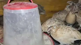 Primul ou de la prepelițe la vârsta de 6 săptămâni!