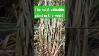 THE NAIL OF THE EARTH  VETIVER GRASS