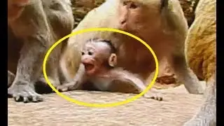 TOP CRY ! So Pity Poor baby Maci Cry loudly cos lost mom | Baby Cry sacre seizure on rock.