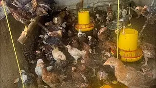 Persiapan chick in doc ayam kampung dan broiler