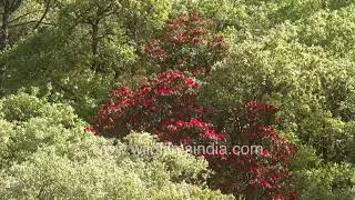 Red rhododendron blooms in Uttarakhand forest captured in wides