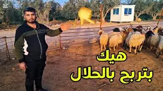 اسرار ما حدا بيحكيلك إياها عن تربية الأغنام🔥🐑 #أغنام #اكسبلور #اهميه #حلال #تيك_توك #ترند #farm 