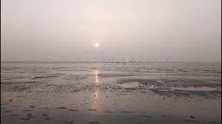 দুবলার চ&zwnj;রে পা&zwnj;খির ঝাঁক। Dublar Char, Sundarban, Khulna.