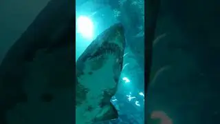 Aqu&aacute;rio Rio de Janeiro Tubar&atilde;o (AquaRio)