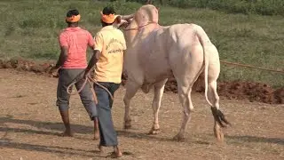 Incredible khillar bull power running, Narendra bullock cart race