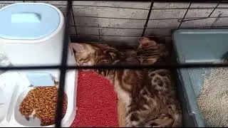 Anakan kucing bengal belajar makan