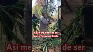 Patras ni pa agarrar buelo mi pariente