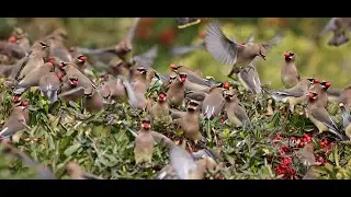 Spectacular Feeding FRENZY - Cedar Waxwings Eating Berries