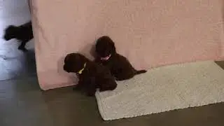 Toy Poodle Puppies For Sale