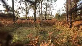palombi&egrave;re de charr&eacute;ou