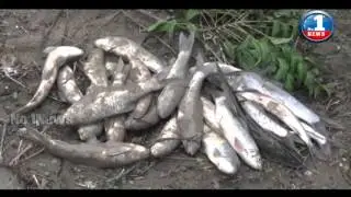 Fish Rain at &ldquo;Gollamudi village&ldquo; Krishna District || No.1 News
