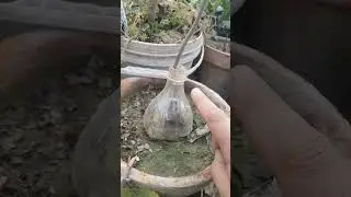 &ldquo;Plant Keeps Shaking in Wind? Try This Simple Stem Support Hack!&rdquo;#garden #shorts #shortvideo #yt