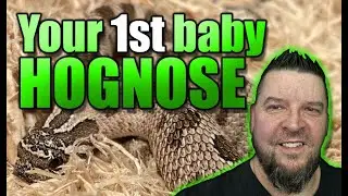 Your first baby Western Hognose (receiving and terrarium setup)