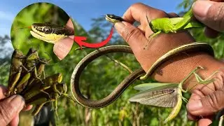 Hunt amazing animal‼️Dendrelaphis pictus, Grasshopper, Praying Mantis
