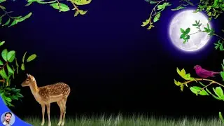 Video Background Animation / Jungle Background / Nature Background Animation / Black Screen Video