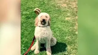 FUNNY FAIL COMPILATION 2020 | Amigoh Tiktok